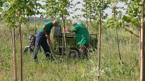 Новосибирск озеленяют: как питомник меняет город