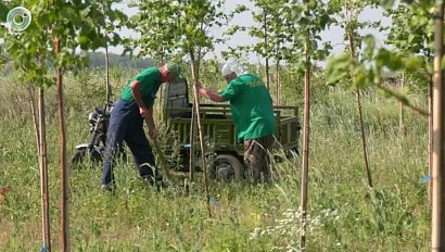 Новосибирск озеленяют: как питомник меняет город
