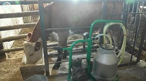 Искусственный интеллект улучшает контроль качества сельхозпродукции в Новосибирской области