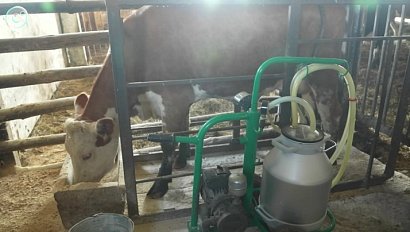 Искусственный интеллект улучшает контроль качества сельхозпродукции в Новосибирской области