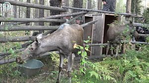 Лоси из Новосибирского зоопарка начали новую жизнь в Сузунском заказнике