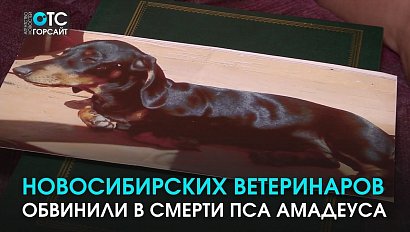 Кто виноват? Жительница Новосибирска обвинила ветеринаров в смерти собаки