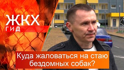 Куда жаловаться на стаю бездомных собак в Новосибирске? | Гид ЖКХ – 17 июня 2025