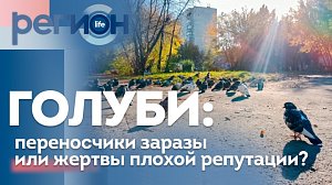 Голуби: переносчики заразы или жертвы плохой репутации? | ОТС LIVE – прямая трансляция
