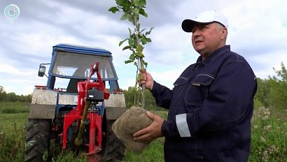 Фундук в Сибири: смелый эксперимент фермеров