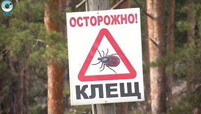 В Новосибирской области фиксируют случаи укусов клещей. Когда начнут обрабатывать парки и скверы?
