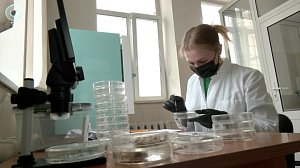 В Новосибирской области готовятся к борьбе с вредителями