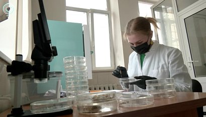 В Новосибирской области готовятся к борьбе с вредителями