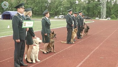 Какие навыки продемонстрировали служебные собаки на соревнованиях таможенников?