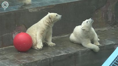 Восемь лет новосибирских белых медведей опекает компания "Роснефть"