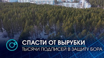 Сосны Нижней Ельцовки от вырубки защитит новый статус территории | Телеканал ОТС