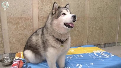 Собаку-инвалида устроили на работу в Новосибирске