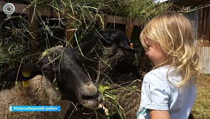 Семья Григорьевых из Новосибирска выбрала сельскую жизнь и развивает овцеводство