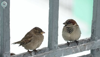 В России стартовала Всероссийская перепись воробьёв