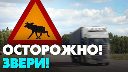 Водитель чуть не сбил лося на трассе в Новосибирской области