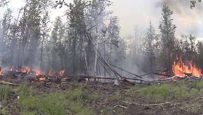 В Новосибирской области подвели промежуточные итоги реализации проекта "Сохранение лесов"