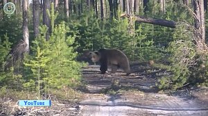 Опасного медведя ликвидируют в Новосибирской области