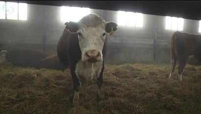 Морозостойких быков и коров больше не придётся закупать в Европе