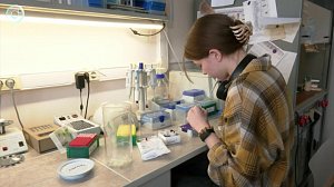 Сибирские учёные раскрыли тайны загадочной бактерии спироплазма