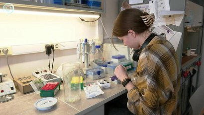 Сибирские учёные раскрыли тайны загадочной бактерии спироплазма