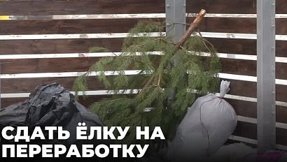 Ёлки принимают в стационарных пунктах и «Экомобилях» в Новосибирске