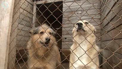 Новосибирская область улучшает условия для бездомных животных