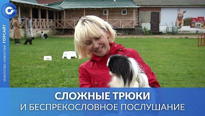 В Новосибирске пройдет Интернациональная выставка собак