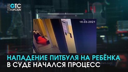 Начался процесс над хозяйкой питбуля, который едва не растерзал мальчика в подъезде