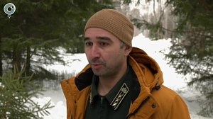 В Новосибирской области стартовала заготовка новогодних ёлок