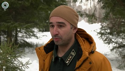 В Новосибирской области стартовала заготовка новогодних ёлок