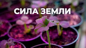 Виноградник в Сибири - программа "СИЛА ЗЕМЛИ" | 14 марта 2024 | Телеканал ОТС