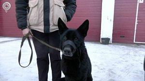 Собак, которые спасают жизни бойцов, готовят в Новосибирске