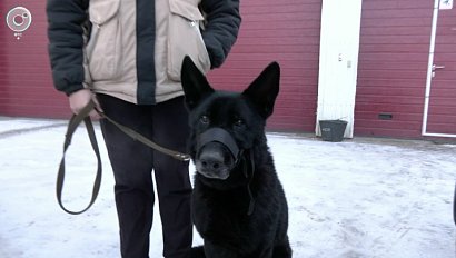 Собак, которые спасают жизни бойцов, готовят в Новосибирске