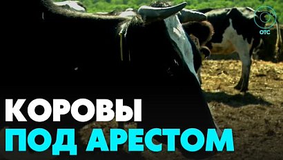 Коровы оказались под арестом из-за фермеров в Новосибирской области