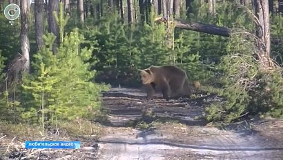 В Новосибирской области участились случаи нападения медведей на домашний скот