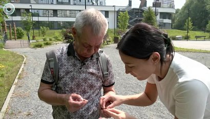 Стрекозы заполонили Новосибирск: что нужно знать о крылатых гостях