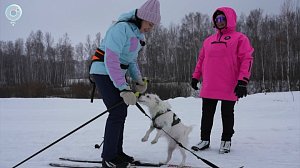 Собаки помогают будущим хозяевам освоить лыжи