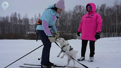 Собаки помогают будущим хозяевам освоить лыжи
