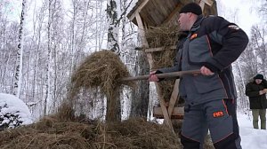 Охотники готовят обеды для копытных. Что предпочитают кабаны, косули и лоси?