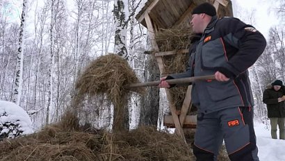 Охотники готовят обеды для копытных. Что предпочитают кабаны, косули и лоси?