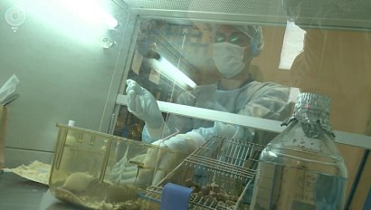 В Новосибирске открыли уникальный виварий с лабораторными мышами