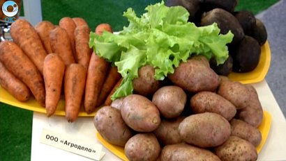 Аграрии Новосибирской области отмечают Дни урожая