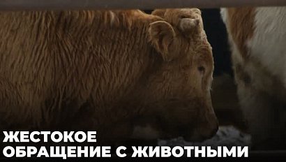 Уголовное дело за жестокое обращение с животными возбудили в Новосибирской области
