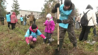 Аллея сосен украсила Бердск возле роддома