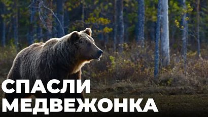 Зоозащитники нашли сбежавшего медвежонка в Болотнинском районе