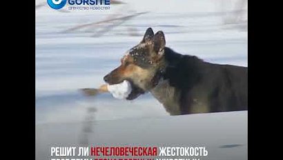 Живодёры травят собак в Новосибирске