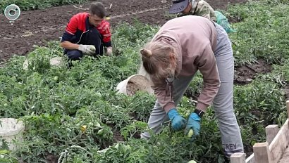 День дачника: секреты здорового урожая овощей и фруктов