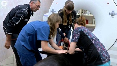 Новосибирские ветеринары провели обследование пони с помощью компьютерного томографа