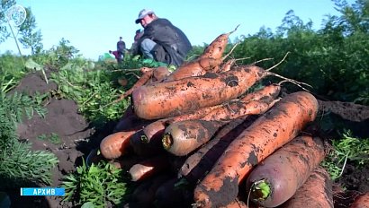 Новосибирские аграрии увеличат объёмы производства овощей