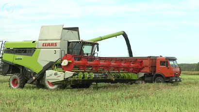 В Новосибирской области сбор зерновых превысит три миллиона тонн
